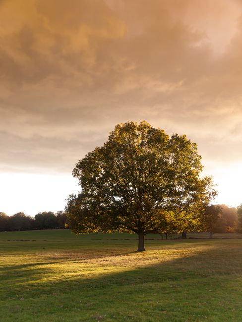 A single large deciduous tree with a broad rounded canopy of dense green leaves stands prominently in the center of a grassy open field. The tree's trunk is straight and sturdy, with textured bark visible at the base. The surroundings consist of a flat, well-maintained area of short grass extending to the horizon, with a few distant trees lining the perimeter of the field. Above, the sky is filled with layered clouds transitioning from darker, stormy shades at the top to a brighter, golden hue towards the horizon, suggesting a sunset or sunrise. The natural lighting casts elongated shadows across the grass, highlighting the tree's silhouette and the textures of the foliage. This scene, captured during a period of calm weather, could be used as a visual metaphor for outdoor environments where independent or private waste removal services, such as those offered by Rubbish Clearance Richmond, operate, particularly in settings emphasizing open, natural spaces like parks or countryside areas.