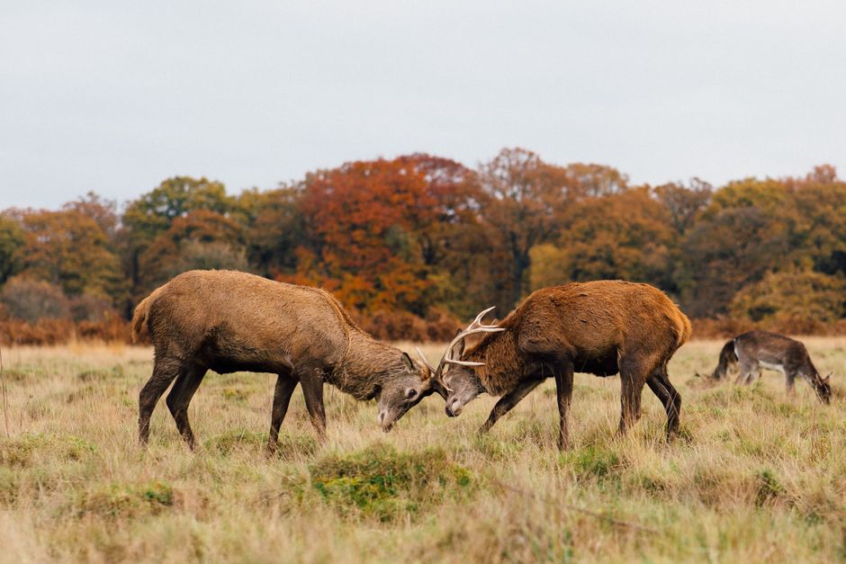 Two red deer stags are engaged in a head-to-head confrontation on a grassy field, with their antlers locked and bodies leaning forward. The stags have thick, brown fur, with the one on the right displaying prominent, branching antlers, while the other has slightly smaller antlers. In the background, two other deer are grazing with their heads lowered, and a line of deciduous trees with autumn foliage in shades of orange, yellow, and green creates a natural backdrop. The sky is overcast, casting diffuse lighting across the scene. The setting appears to be a natural reserve or woodland clearing, providing a peaceful environment where wildlife is actively engaged in rutting behavior, with no visible human-made structures or objects. The scene emphasizes the natural habitat of deer, and while it is unrelated to rubbish removal services directly, it showcases an environment where private land management and conservation practices might involve on-site clearance or habitat management activities.